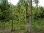 Perkebunan